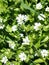 White Stellaria holostea flowers
