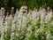 White stem flowers that are selectively sharp