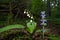 White stem of lily of the valley Convallaria majalis and Ajuga genevensis stem with blue flowers.