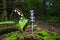 White stem of lily of the valley Convallaria majalis and Ajuga genevensis stem with blue flowers.