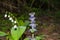 White stem of lily of the valley Convallaria majalis and Ajuga genevensis stem with blue flowers.