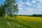 A white-stemmed birch and a large field with yellow dandelions on a sunny day