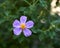 White steppe flower. Cistus albidus