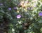 White steppe flower. Cistus albidus