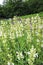 White steppe sage, Salvia nemorosa, flower sage, sage,