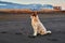 White stern dog sits on an autumn ocean beach with black sand in the rays of cool sunset against the backdrop of snow