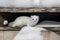 White stoat in its winter hideout