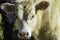 White stocker calf up close