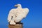 White stone eagle guards the gate to Bahai Gardens over blue sky in Haifa