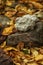 White stone lying on a dark stone on autumn leaves