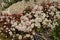 White stonecrop flower