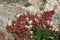 White stonecrop flower