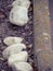 White stones and dried leaves by the weathered sidewalk border