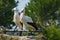 White storck - Ciconia Ciconia
