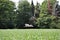 White storck flies over a corn field