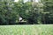 White storck flies over a corn field