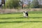 A white storck in flight on a mown pasture