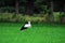 A white storck on a mown pasture