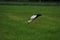 A white storck on a mown pasture loolking for frogs