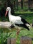 White stork