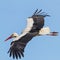 A White Stork