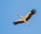 White Stork on Autumn Migration
