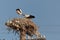 White stork baby birds in a nest