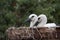 White stork baby birds in a nest, Ciconia ciconia