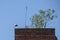 White stork bird, Ciconia ciconia standing on one leg on tower rooftop