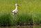 White stork in a bird sanctuary in southern Germany