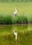 White stork in a bird sanctuary in southern Germany