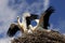 White Stork birds on a nest in spring season