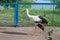 White stork with black wings runs on road in zoo