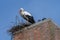 White stork breeding