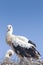 White stork chick