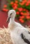 White stork chick in its nest in a park in Alsace.