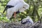 White stork with chick in nest