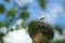 White stork on chimney