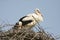 white stork / Ciconia ciconia