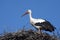White stork / Ciconia ciconia