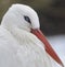 White Stork ( Ciconia ciconia )