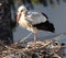 White Stork Or Ciconia Ciconia