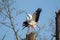 White Stork Ciconia ciconia