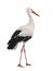 White Stork - Ciconia ciconia (18 months)