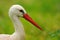 White Stork (Ciconia ciconia)