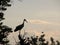 White stork (Ciconia Ciconia)