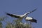 White Stork, ciconia ciconia, Adult and Chicks standing on Nest, Alsace in France