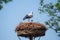 A white stork Ciconia ciconia with a baby stork in a nest on a pole. Observation of birds in their natural habitat. Stork as a