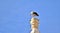 White Stork, Ciconia ciconia, balancing and resting on top of a tall Catholic Church bell tower