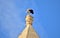 White Stork, Ciconia ciconia, balancing and resting on top of a tall Catholic Church bell tower